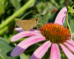 Swarthy Skipper