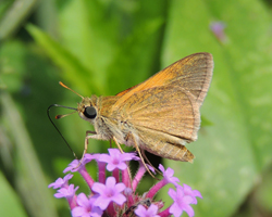 Tawny-edged Skipper
