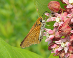 Two-spotted Skipper