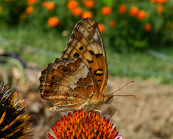 Variegated Fritillary