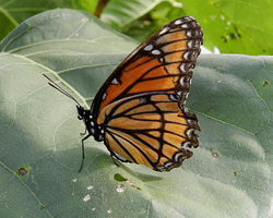 Viceroy