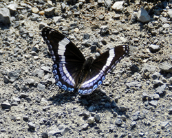 White Admiral Hybrid