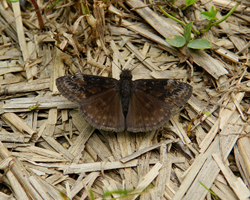 Wild Indigo Duskywing