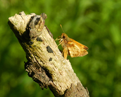 Zabulon Skipper