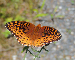 Aphrodite Fritillary