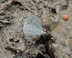 Appalachian Azure