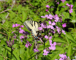 Appalachian Tiger Swallowtail