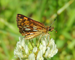 Arctic Skipper