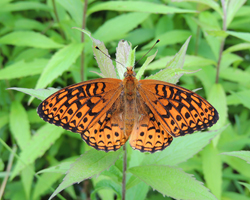 Atlantis Fritillary