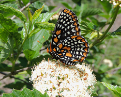 Baltimore Checkerspot