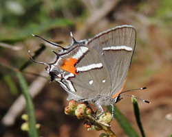 Bartram's Hairstreak