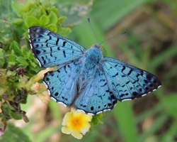 Blue Metalmark