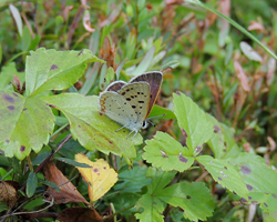 Bog Copper