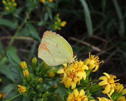 Boisduval's Yellow