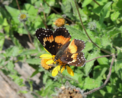 Bordered Batch