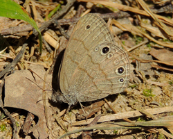 Carolina Satyr