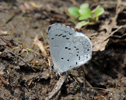Cherry Gall Azure