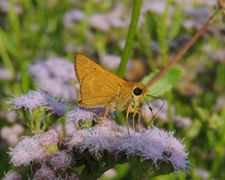 Common Mellana