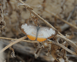 Common Mestra