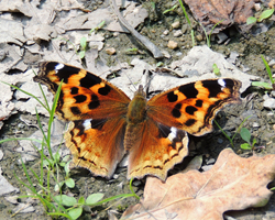 Compton Tortoiseshell