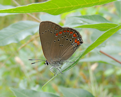 Coral Hairstreak
