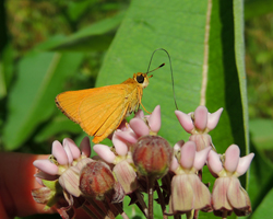 Delaware Skipper