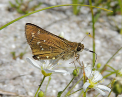 Dotted Skipper