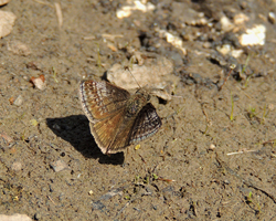 Dreamy Duskywing