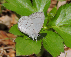 Dusky Azure