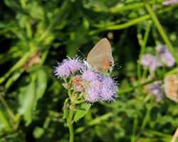 Dusky-blue Groundstreak