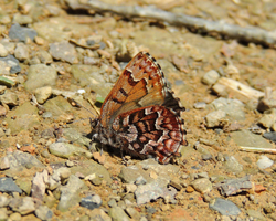 Eastern Pine Elfin