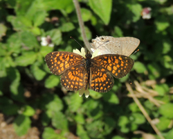 Elada Checkerspot