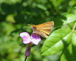 European Skipper