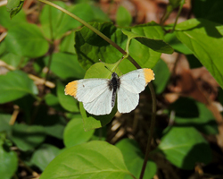 Falcate Orangetip
