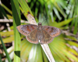 Florida Duskywing