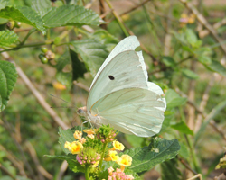 Giant White