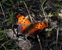 Gray Comma