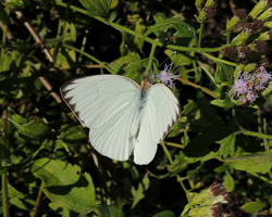 Great Southern White
