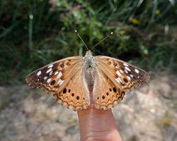 Hackberry Emperor
