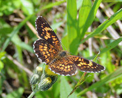 Harris' Checkerspot