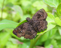 Hayhurst's Scallopwing