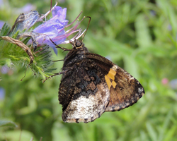 Hoary Edge Skipper