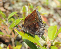 Hoary Elfin