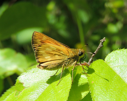 Indian Skipper