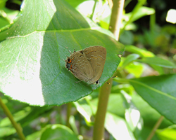 King'sHairstreak