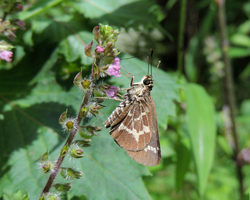 Lace-winged Roadside Skipper