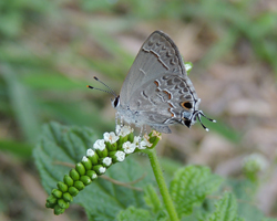 Lacey's Scrub Hairstreak