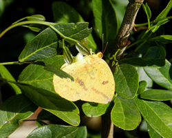 Large Orange Sulphur