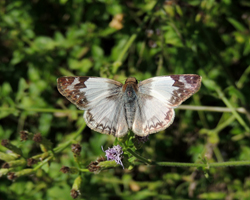 Laviana White-Skipper