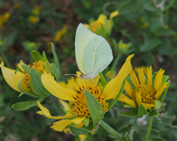 Lyside Sulphur